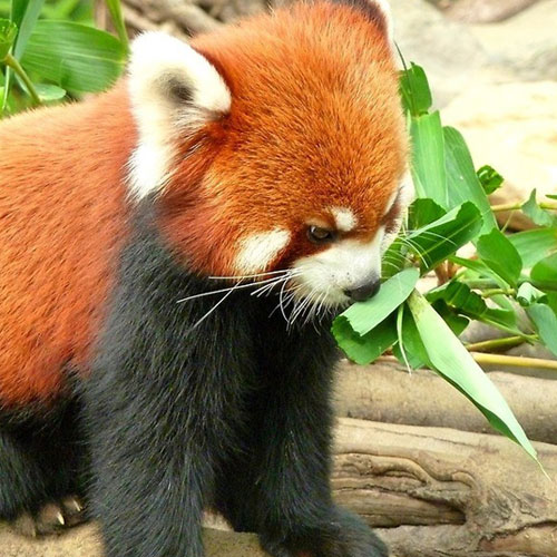 Padmaja Naidu Zoological Park